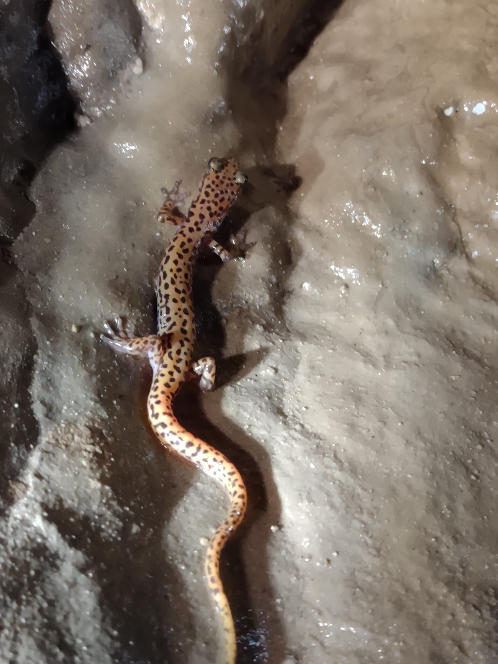 Alabama Cave Salamander