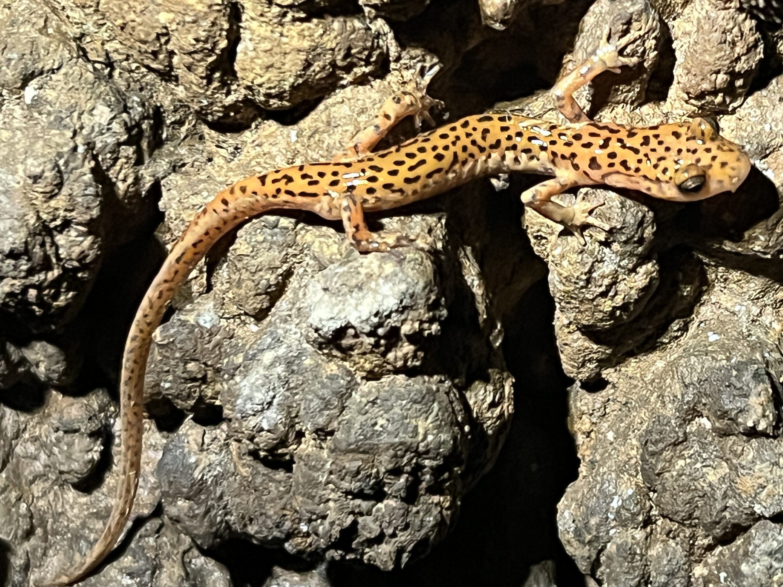 Cave Salamander seen at Sims Cave Park on The Wild Cave Adventure Tour